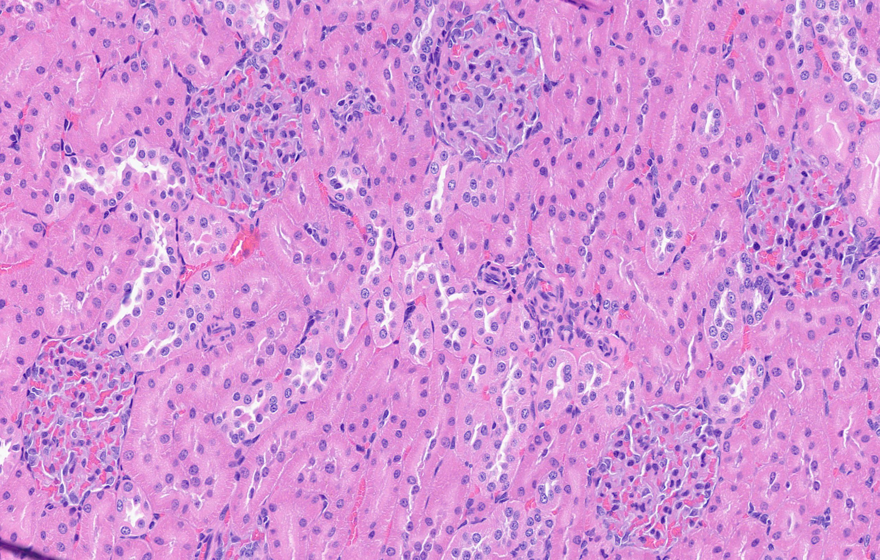 原位检测（IHC/ISH）和组织病理学服务